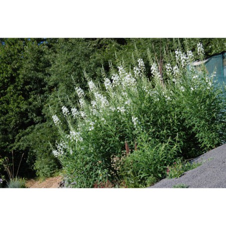 Epilobium angustifolium Album - vrbka