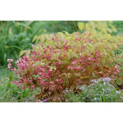 Epimedium grandiflorum - škornice