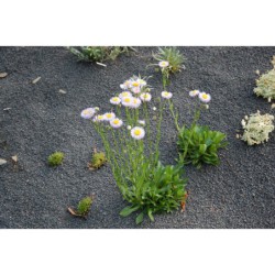 Erigeron glaucus - turan