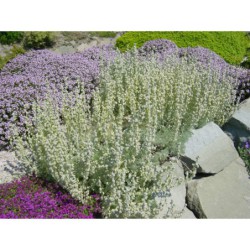 Artemisia schmidtiana Nana - pelyněk