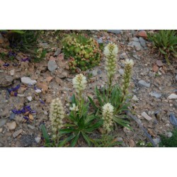 Campanula thyrsoidea - zvonek