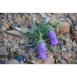 Campanula alpestris - zvonek