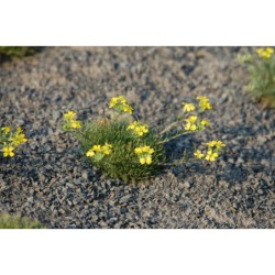 Erysimum caricum - trýzel