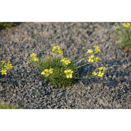 Erysimum caricum - trýzel