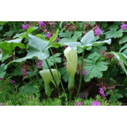 Arum maculatum - arón