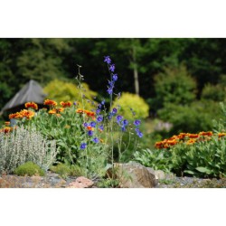 Delphinium tatsienense - stračka