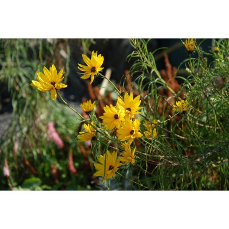 Helianthemum salicifolium - slunečnice