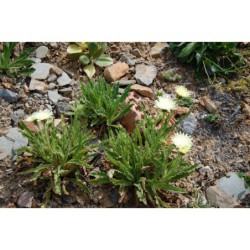 Hieracium intybaceum - jestříbník