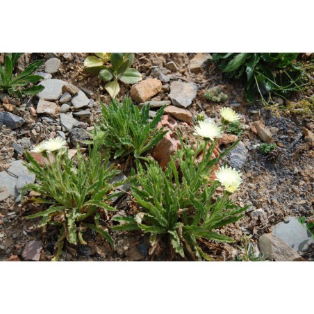 Hieracium intybaceum - jestříbník