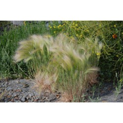 Hordeum jubatum - ječmen