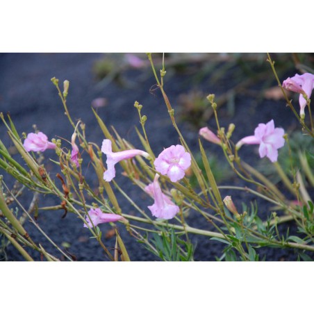 Incarvilea olgae - dvojostive