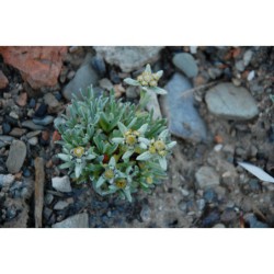 Leontopodium pusilum - protěž