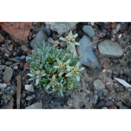 Leontopodium pusilum - protěž