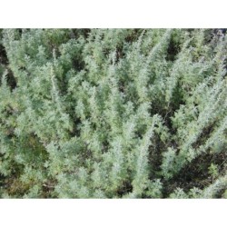 Artemisia pontica - pelyněk pontický
