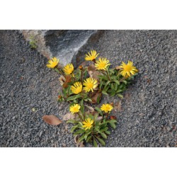 Inula acaulis Caulescens - oman