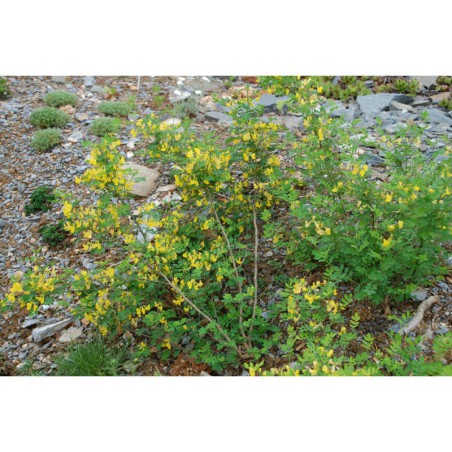 Coronilla emerus - čičorka