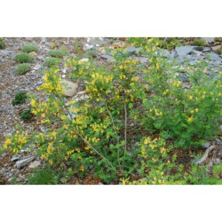 Coronilla emerus - čičorka