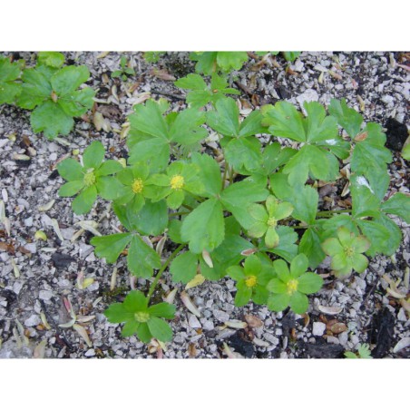 Hacquetia epipactis - hvězdnatec