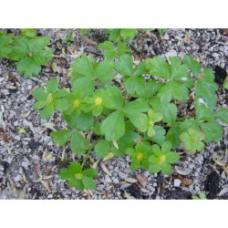 Hacquetia epipactis - hvězdnatec