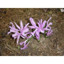 Bulbocodium vernum - jarovít