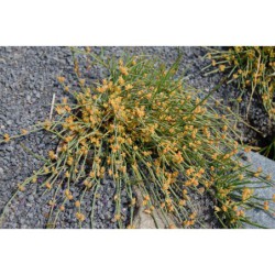 Ephedra sp. - chvojník