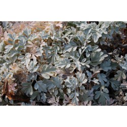 Artemisia stelleriana - pelyněk