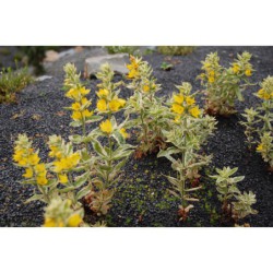 Lysimachia punctata Variegata - vrbina