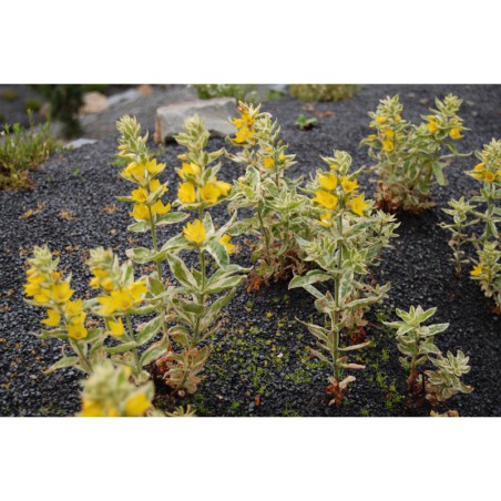 Lysimachia punctata Variegata - vrbina