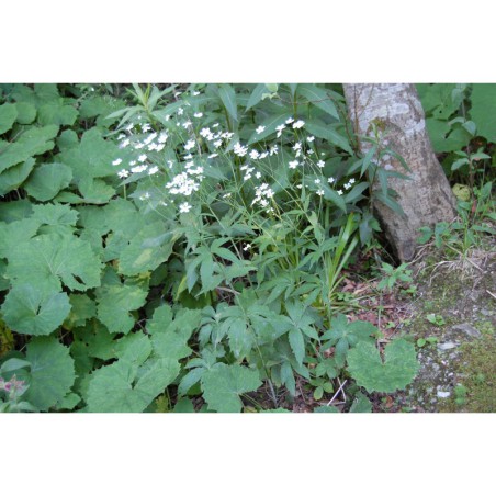 Ranunculus platanifolius - pryskyřník