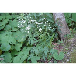 Ranunculus platanifolius - pryskyřník