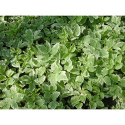 Aegopodium podagraria Variegata - bršlice