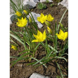 Tulipa sylvestris - tulipán