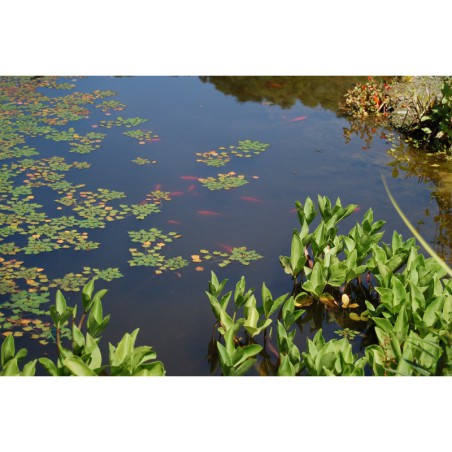 Menyanthes trifoliata - vachta