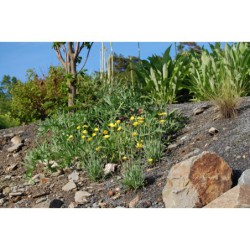 Ranunculus gramineus - pryskyřník