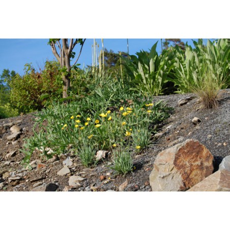 Ranunculus gramineus - pryskyřník