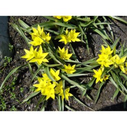 Tulipa urumiensis - tulipán