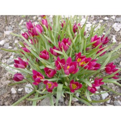 Tulipa pulchella - tulipán