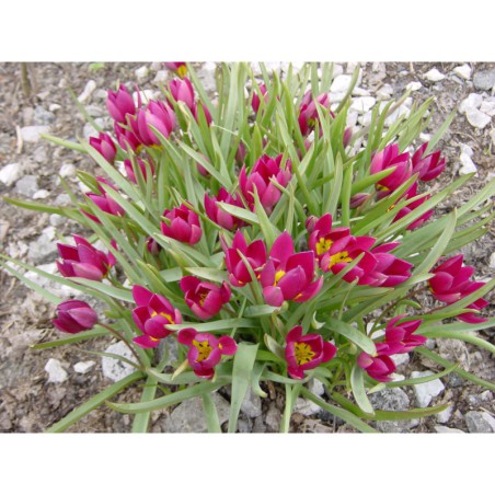 Tulipa pulchella - tulipán