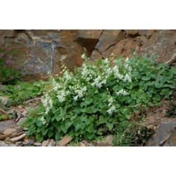 Campanula dalmatica - zvonek