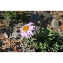 Chrysanthemum weirichii - kopretina