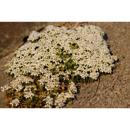 Iberis pruitii - iberka