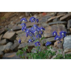 Aquilegia olympica - orlíček