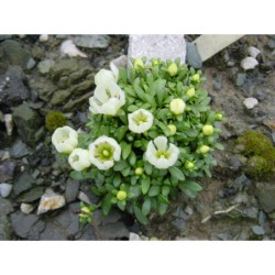 Gentiana saxosa - hořec