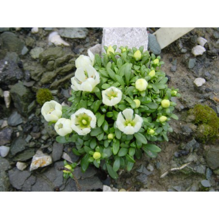 Gentiana saxosa - hořec