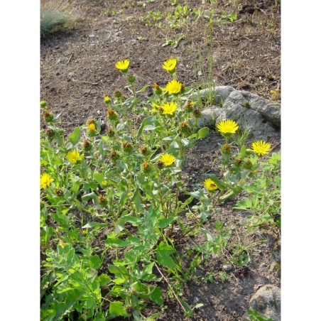 Grindelia robusta