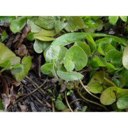 Asarum europaeum - kopytník evropský