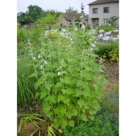 Althea officinalis - proskurník lékařský