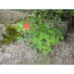 Aquilegia canadensis Nana - orlíček