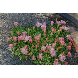 Delosperma lososová