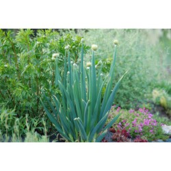 Allium altaiense - česnek